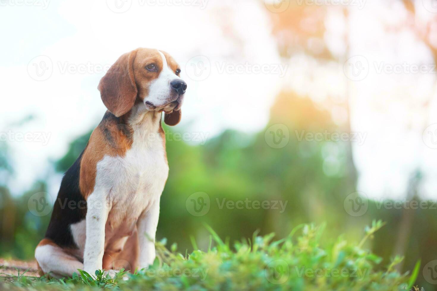 ritratto di un' carino beagle cane seduta su il verde erba su porta nel il campo. messa a fuoco su faccia, superficiale profondità di campo. foto