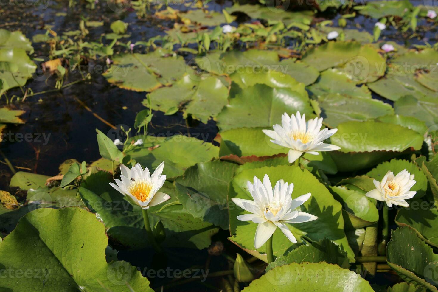 bellissimo bianca loto fiore con un' verde foglia nel il stagno. un' bianca loto acqua giglio fioritura su il acqua. foto