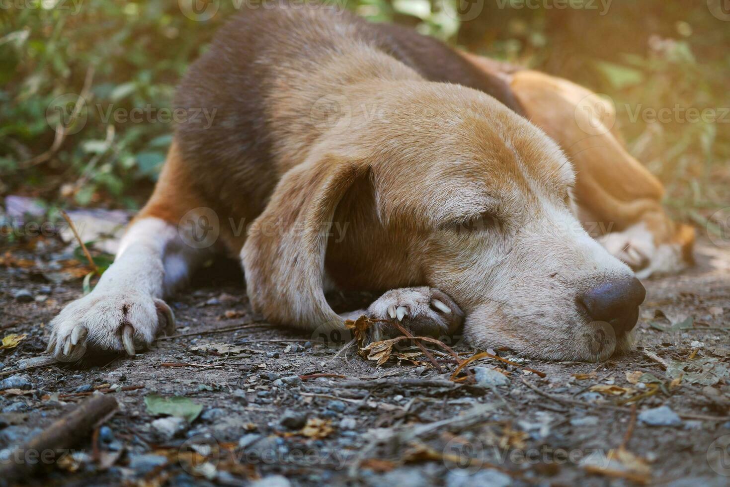 avvicinamento un vecchio beagle cane posa giù su il terra. foto