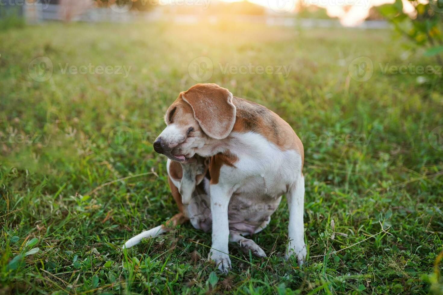 un' carino beagle cane graffiare corpo all'aperto su il erba campo. foto