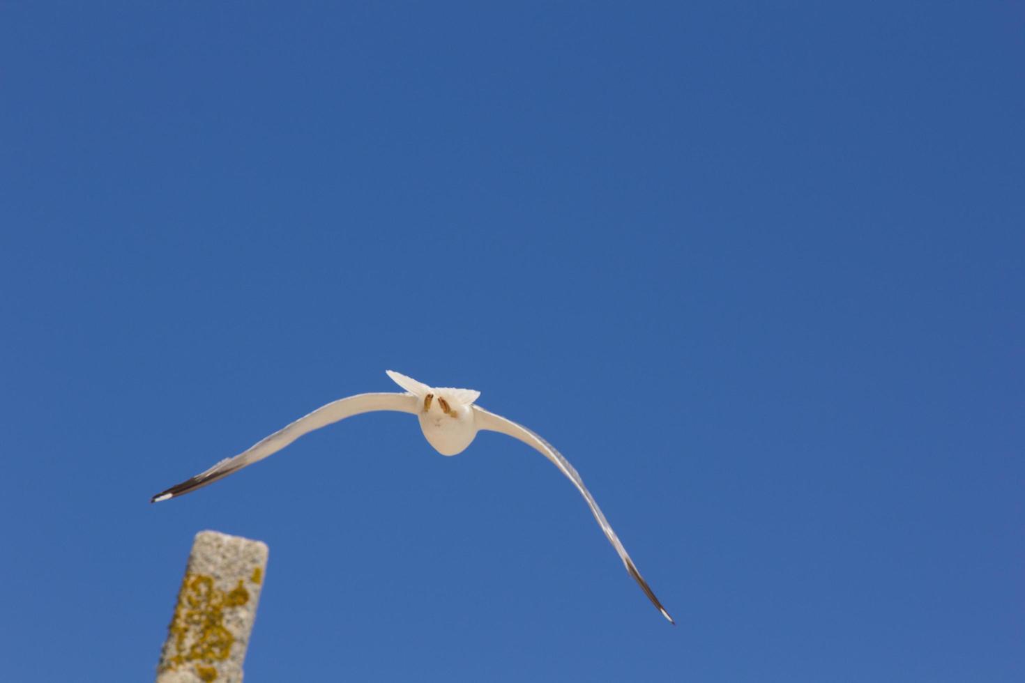 gabbiano, uccello che di solito è in mare. foto