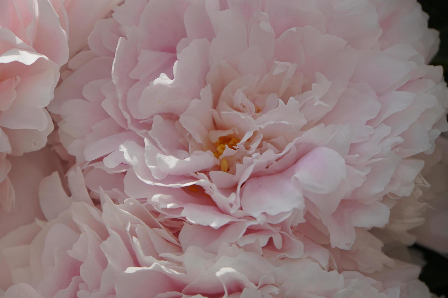 dettaglio di paeonia lactiflora, bellissimi fiori di peonia grandi in giardino. sfondo rosa chiaro e bianco. foto