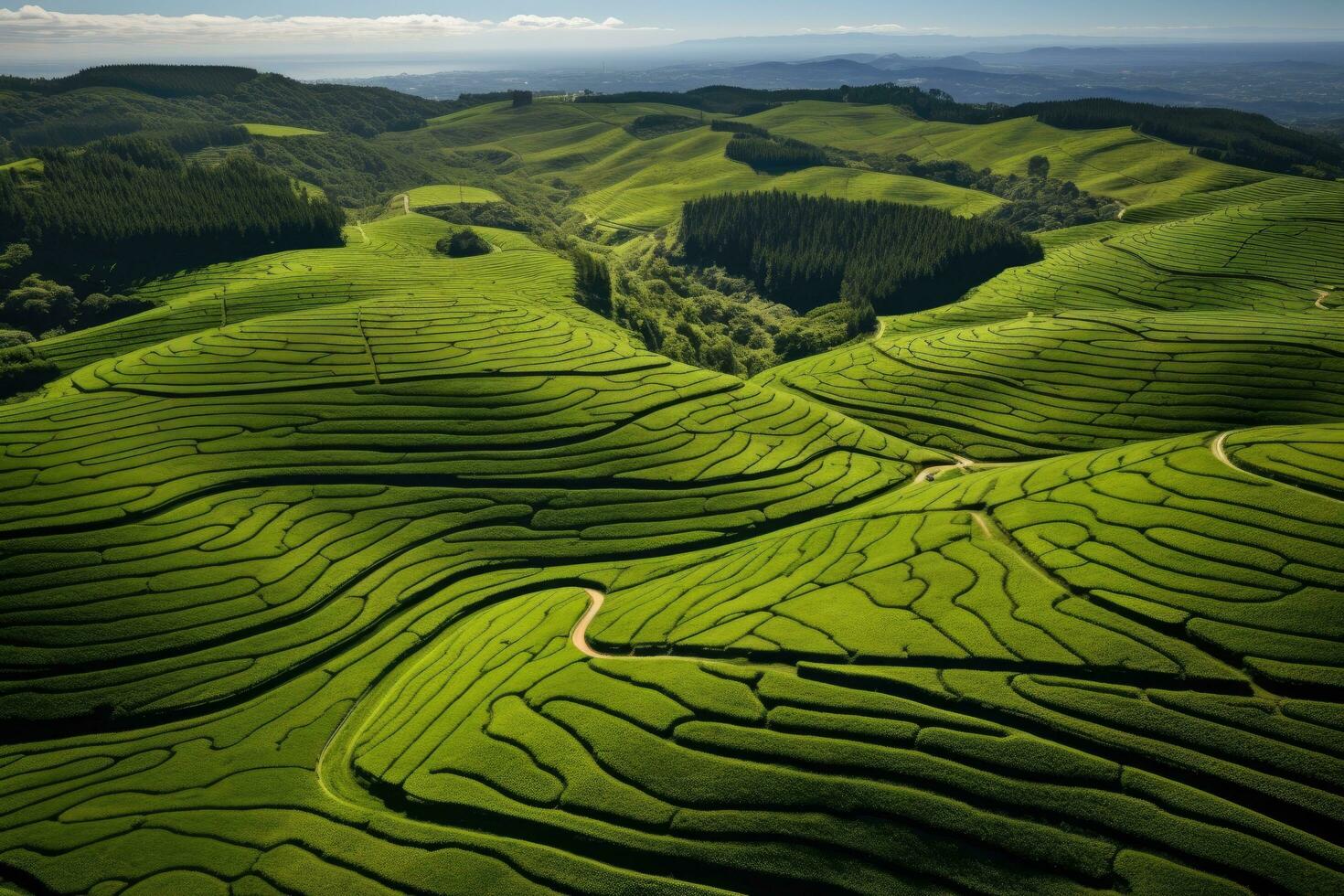 ai generato aereo Visualizza di tè piantagione nel il mattina, nord di Tailandia, aereo fuco Visualizza di forme di cha gorreana tè piantagione a sao miguel, ai generato foto