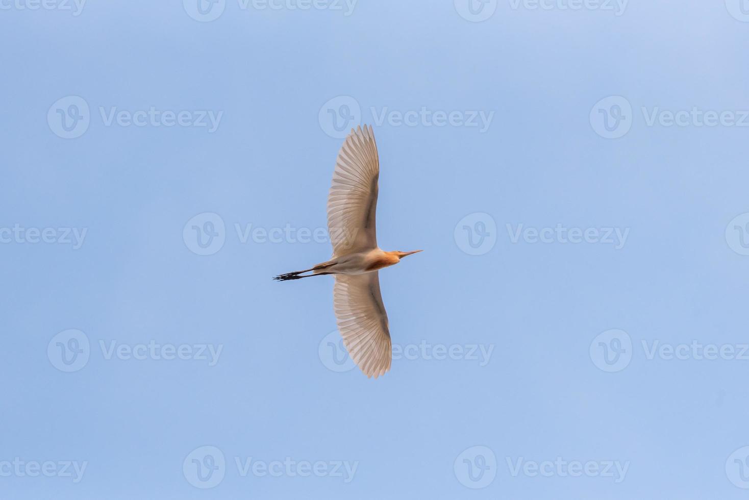 un airone guardabuoi che vola in aria foto