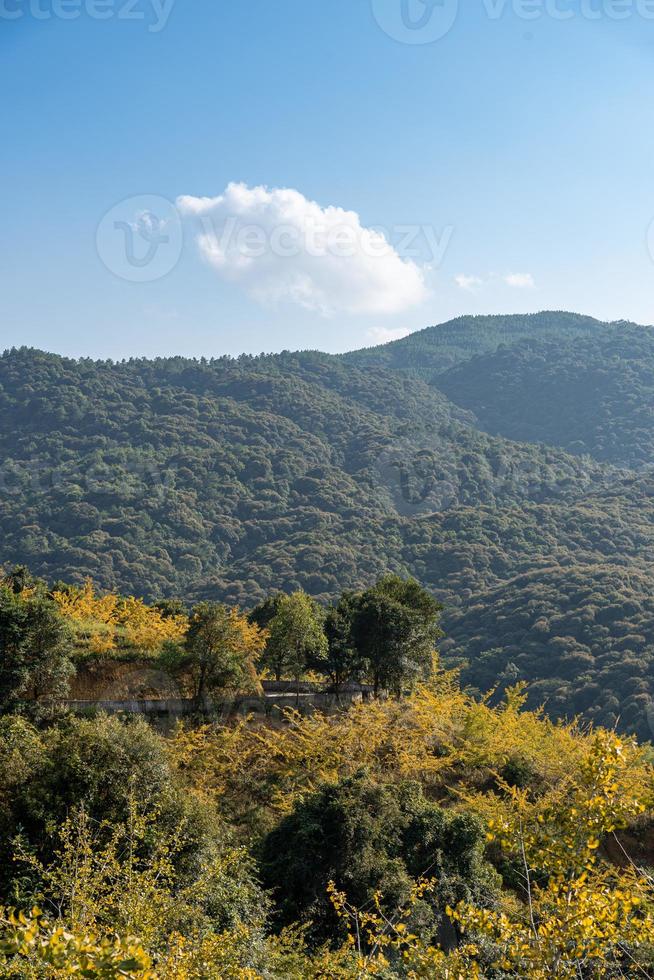 le foglie degli alberi di ginkgo sul fianco della collina ingialliscono in autunno foto