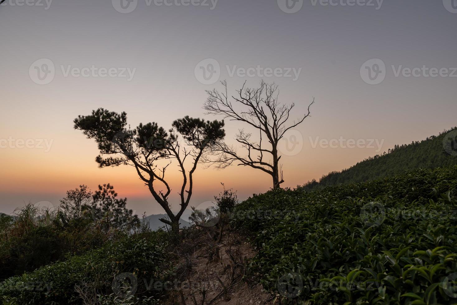 il cielo dorato al tramonto e la sagoma degli alberi neri sulle montagne foto