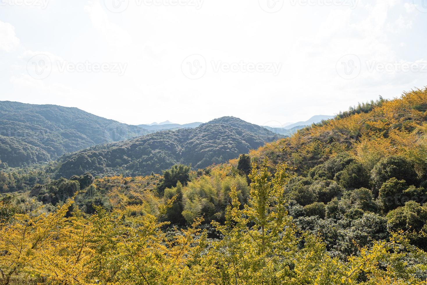 le foglie degli alberi di ginkgo sul fianco della collina ingialliscono in autunno foto