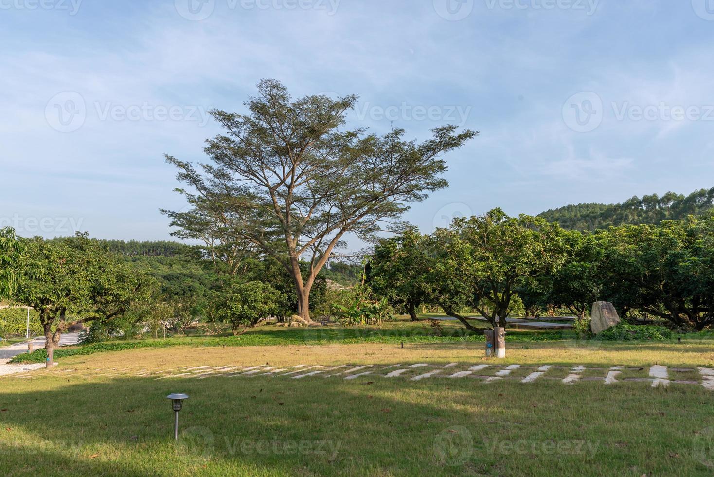 alberi alti con sguardi strani nel parco foto