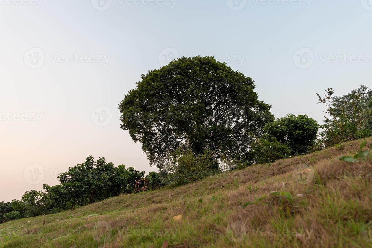 alberi alti con sguardi strani nel parco foto