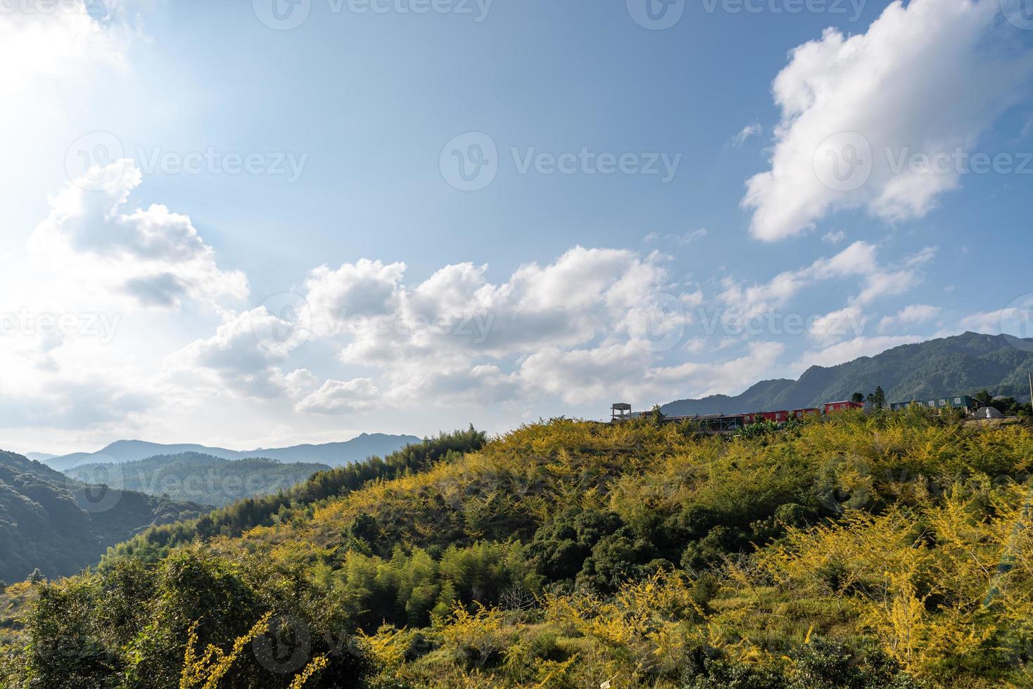 le foglie degli alberi di ginkgo sul fianco della collina ingialliscono in autunno foto