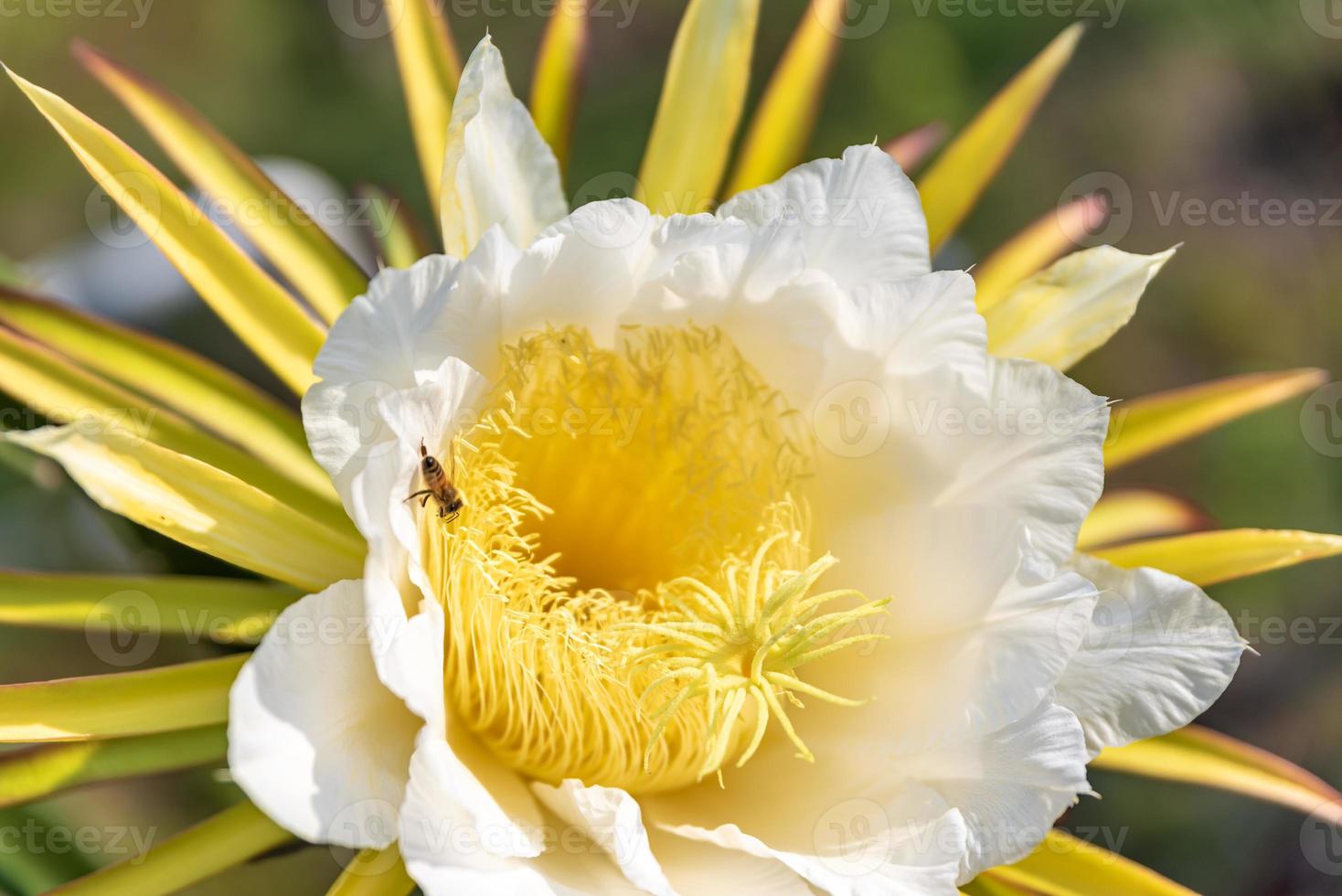 un fiore pitaya con petali bianchi e stami gialli in piena fioritura foto