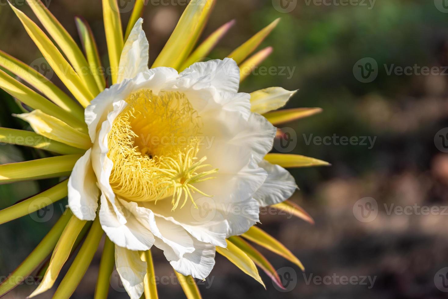 un fiore pitaya con petali bianchi e stami gialli in piena fioritura foto