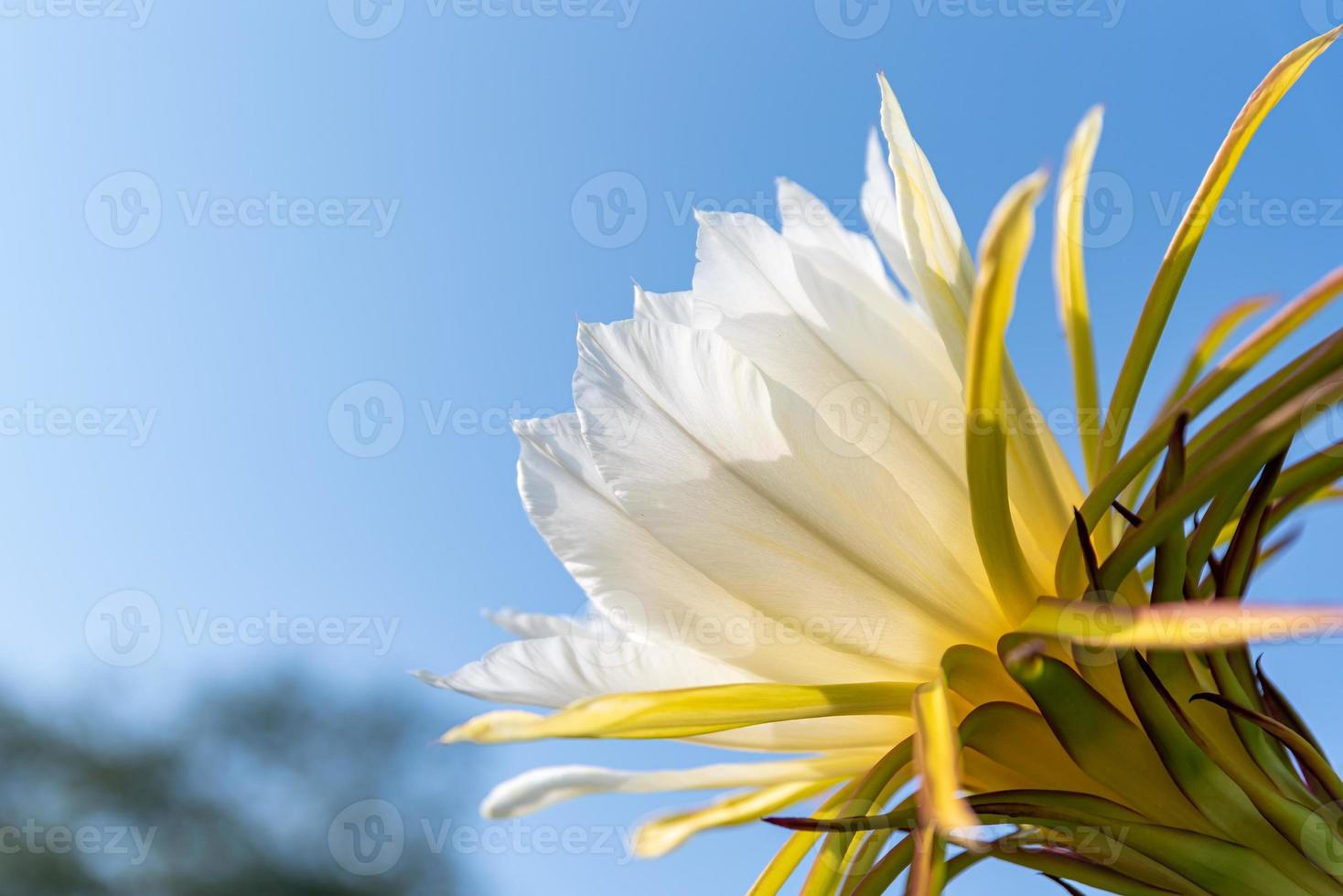 un fiore pitaya con petali bianchi e stami gialli in piena fioritura foto