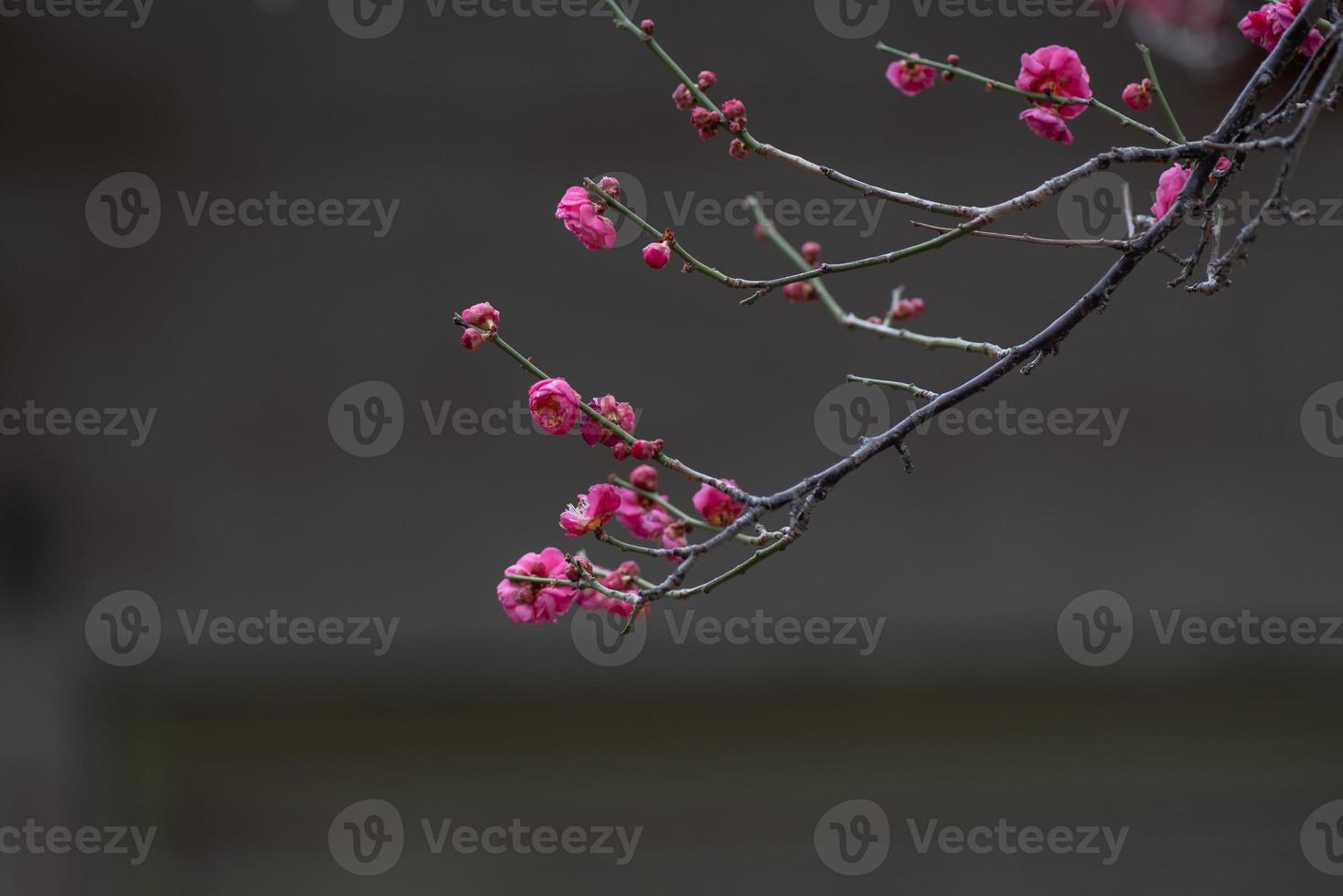 primo piano di un fiore di prugna rosa foto