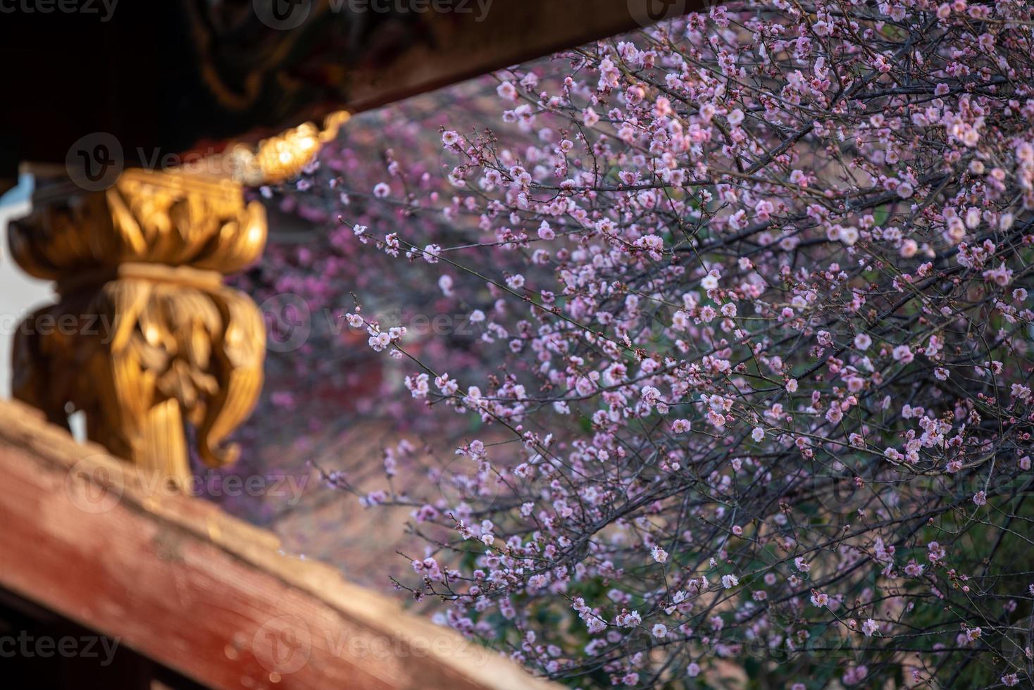 i fiori di pruno rosa nei templi buddisti sono aperti foto