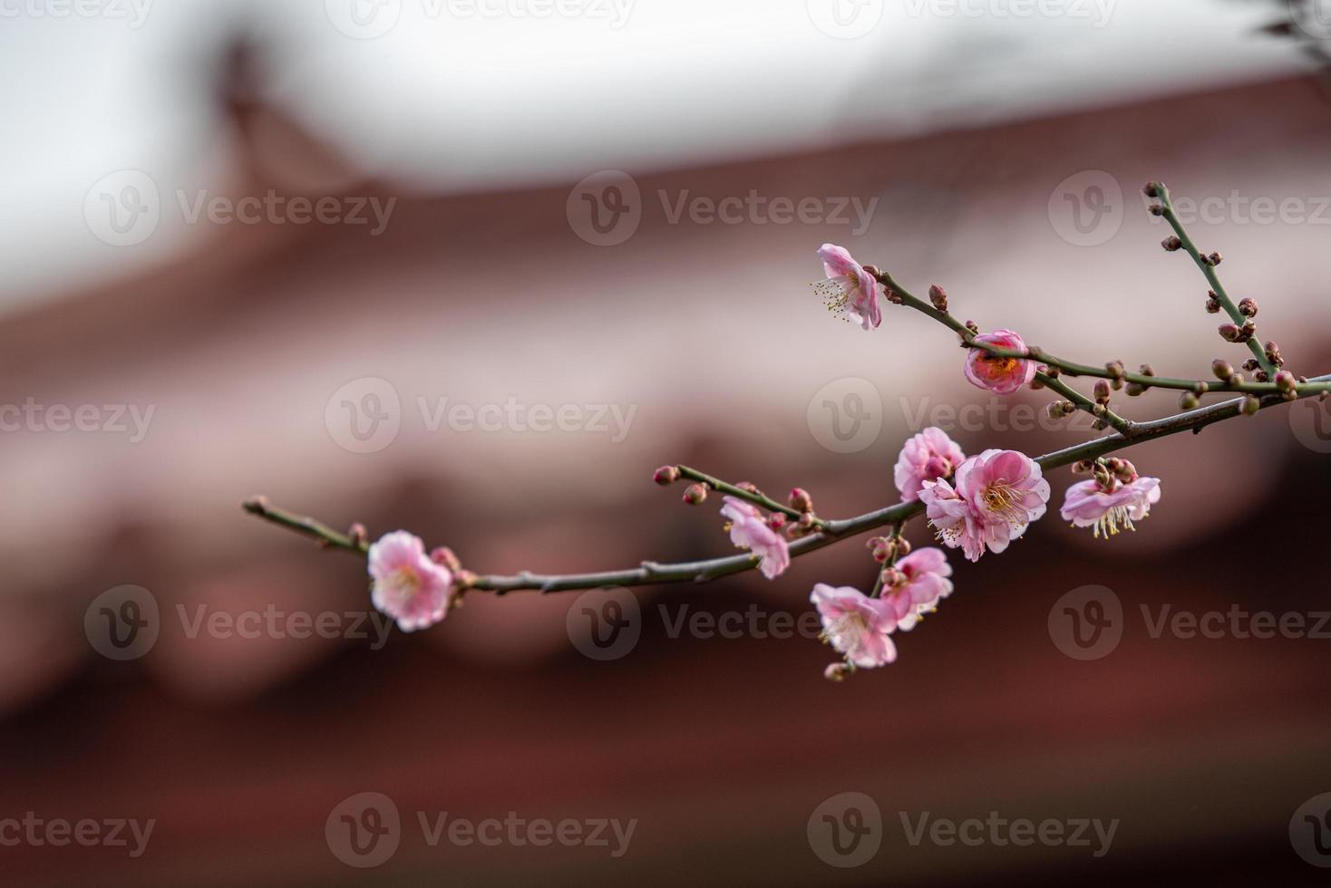 primo piano di un fiore di prugna rosa foto