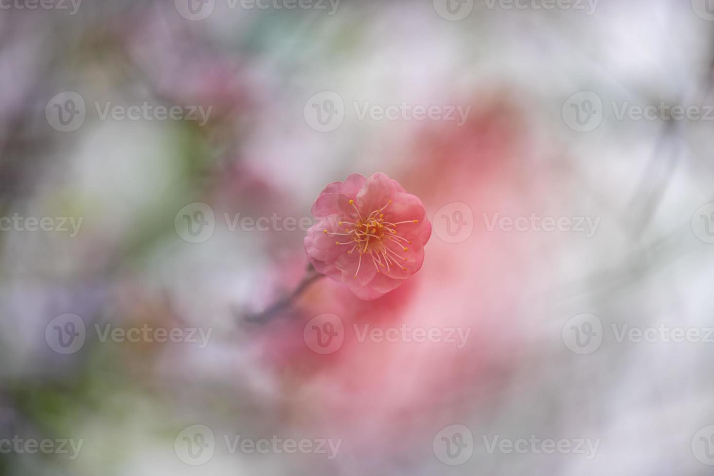 primo piano di un fiore di prugna rosa foto