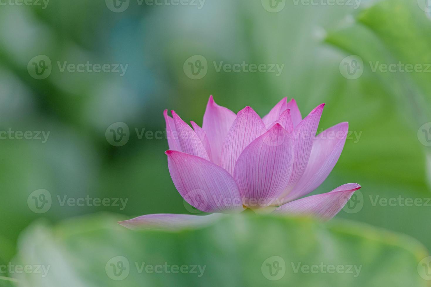 loto rosa nello stagno del loto estivo foto