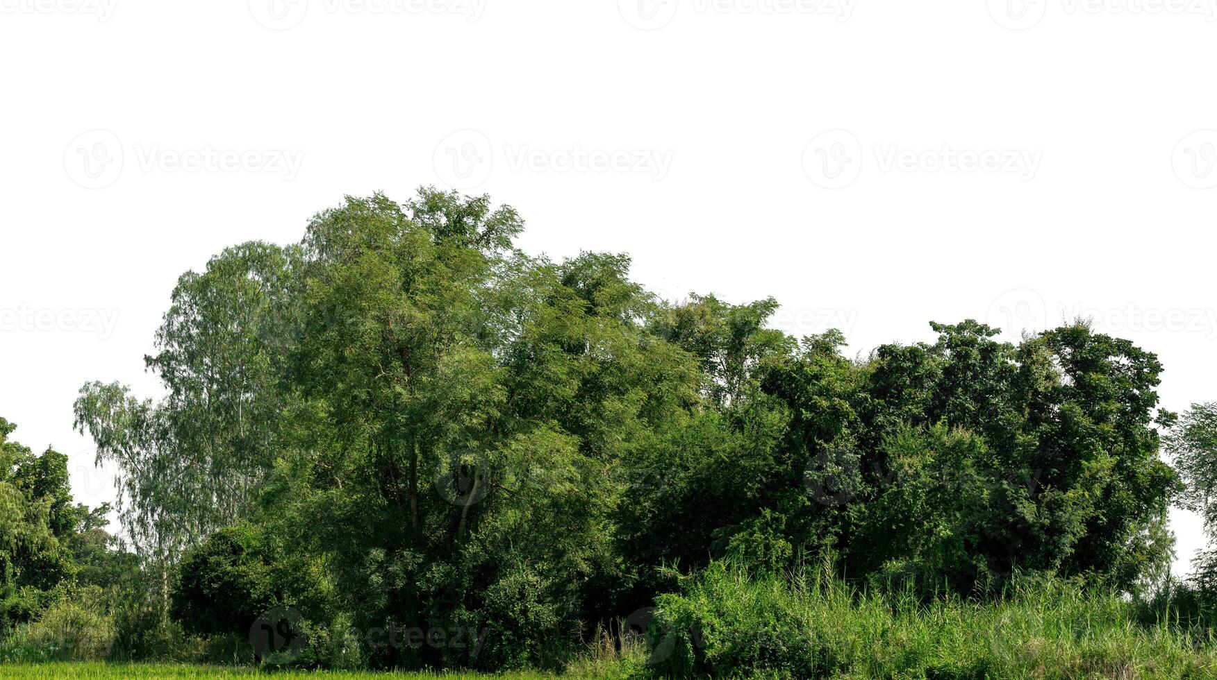 un' gruppo di ricco verde alberi alto risoluzione su bianca sfondo. foto