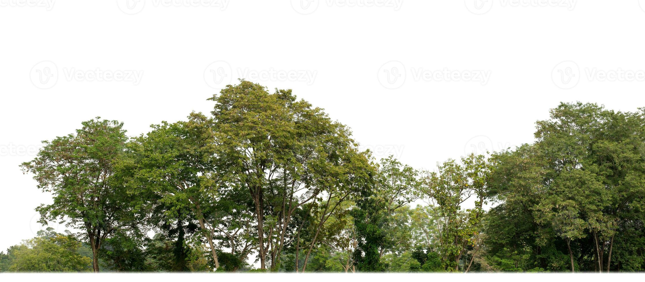 un' gruppo di ricco verde alberi alto risoluzione su bianca sfondo. foto