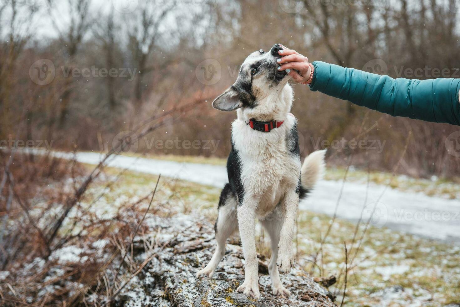 nero e bianca ibrido husky-malamute in posa su un' grande albero tronco nel il mattina sole. diverso espressioni di il cane. la libertà per animale domestico foto