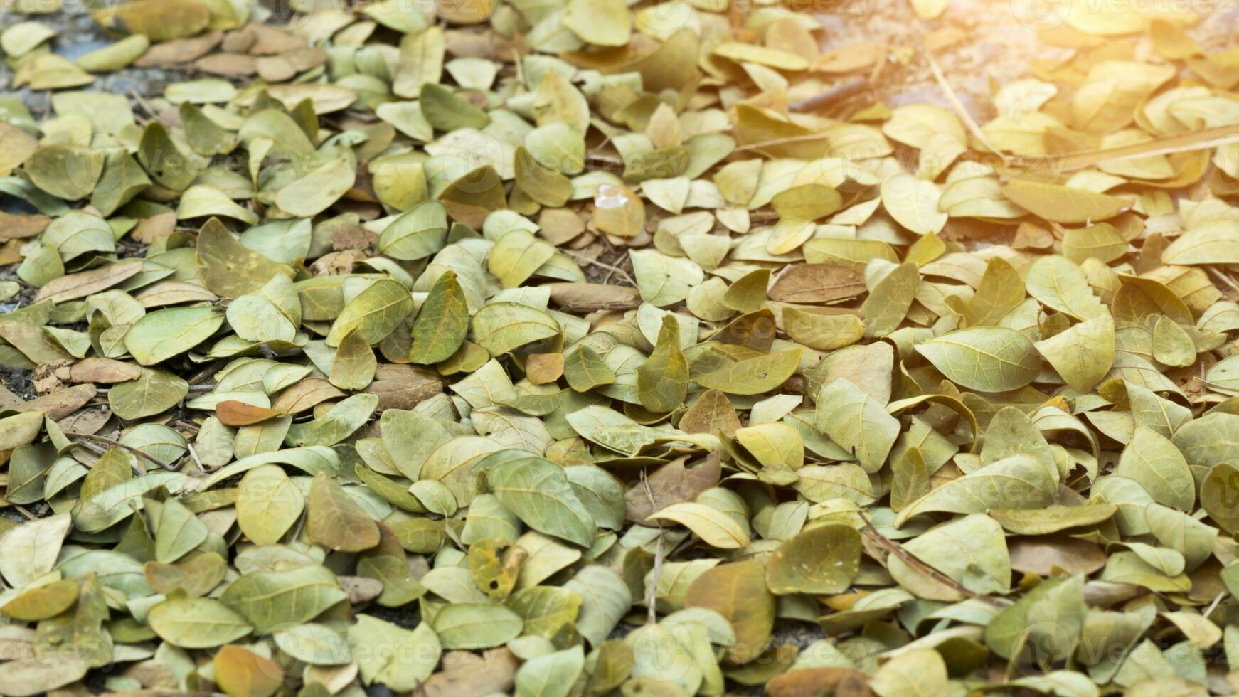 asciutto le foglie di il pioggia albero per uso come fertilizzante. foto
