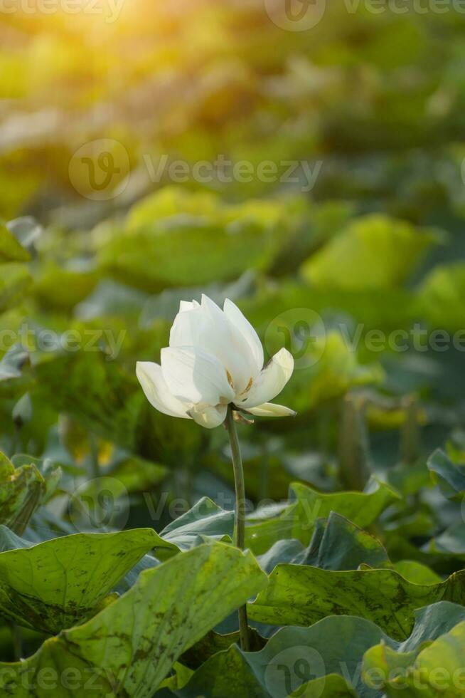 bellissimo bianca loto fiore. foto