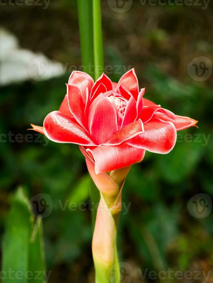 bellissimo tropicale rosso Zenzero fiore. foto