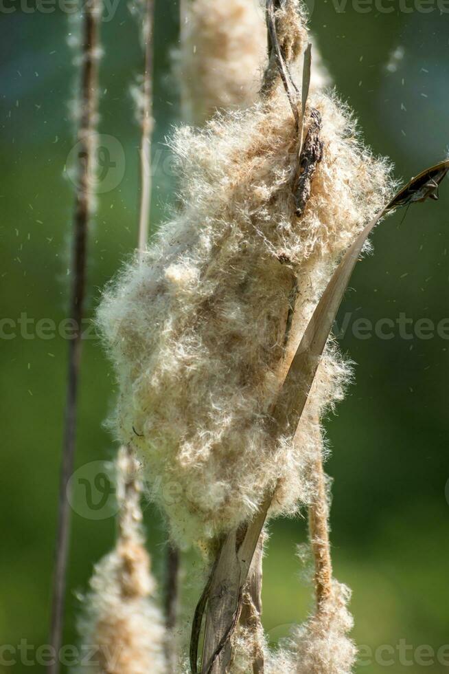 typha angustifolia semi su albero. foto