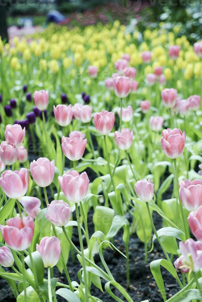 campo di colorato bellissimo mazzo di tulipano fiore nel giardino per cartolina decorazione e agricoltura concetto design con selettivo messa a fuoco foto