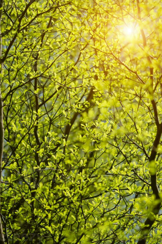 albero ramo nel il primavera stagione. foto