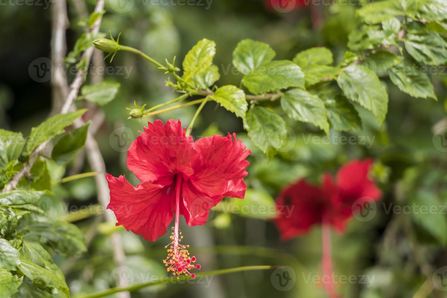 bellissimo fiore di ibisco rosso dalla natura tropicale in Malesia. foto