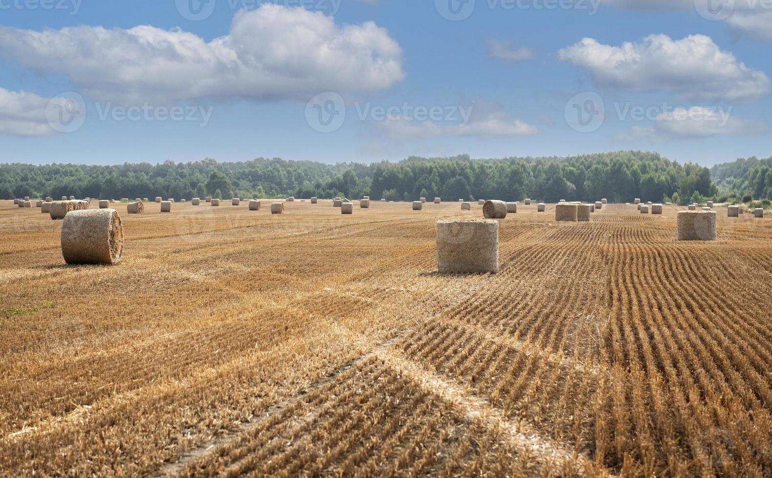 campo raccolto con balle di paglia. foto