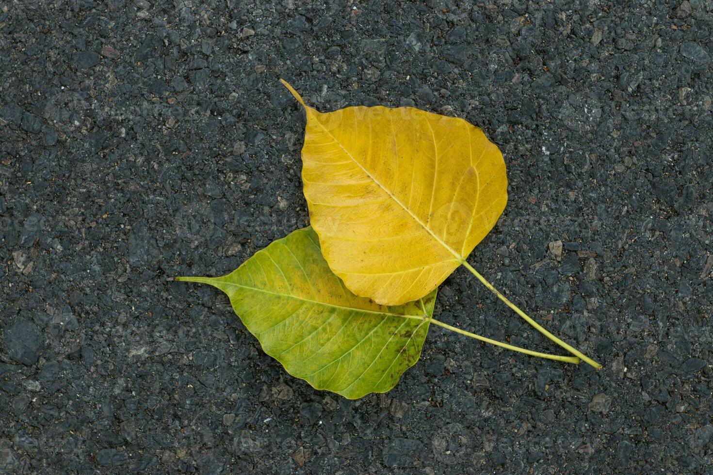 bodhi le foglie su il strada. foto