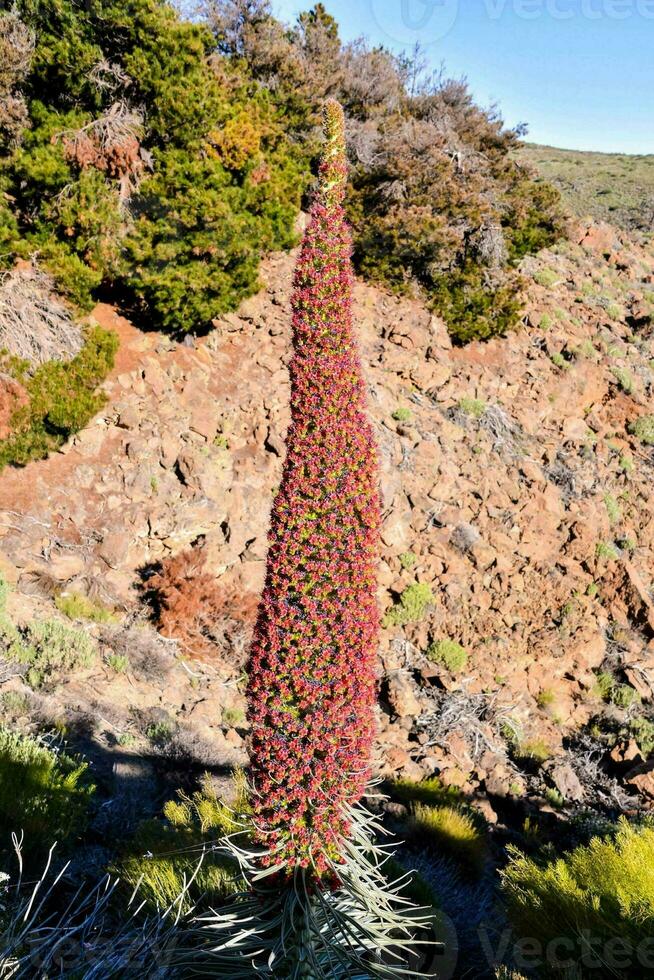 un' pianta con rosso fiori nel il mezzo di un' roccioso la zona foto