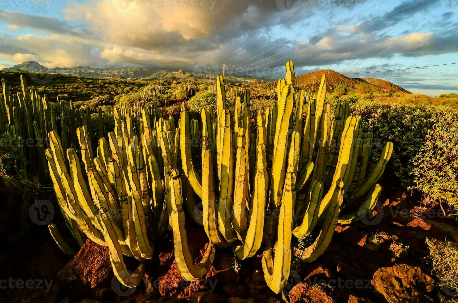 cactus impianti nel il montagne foto