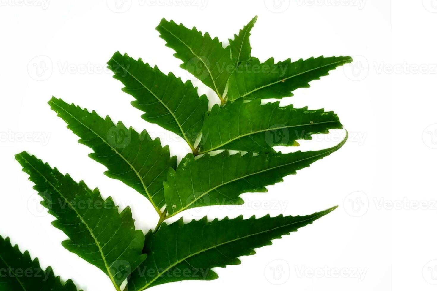 medicinale neem foglia scientifico nome azadirachta indica isolato su bianca sfondo foto