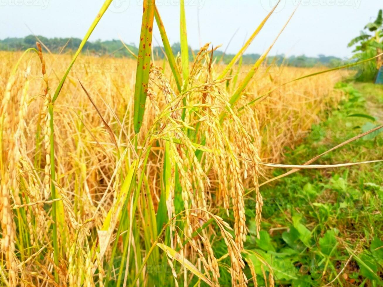 giallo maturo risaia i campi siamo pronto per raccolta foto