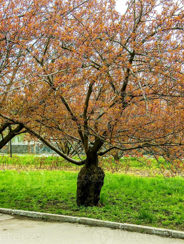 sakura o prunus serrulata nel presto primavera. giovane spara e fiori. foto