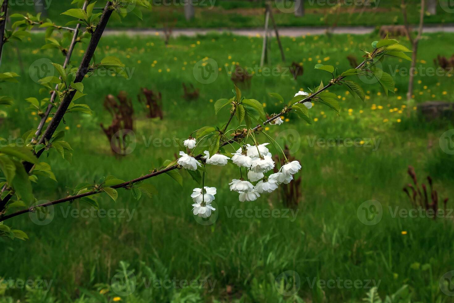 sakura o prunus serrulata nel presto primavera. giovane spara e fiori. foto
