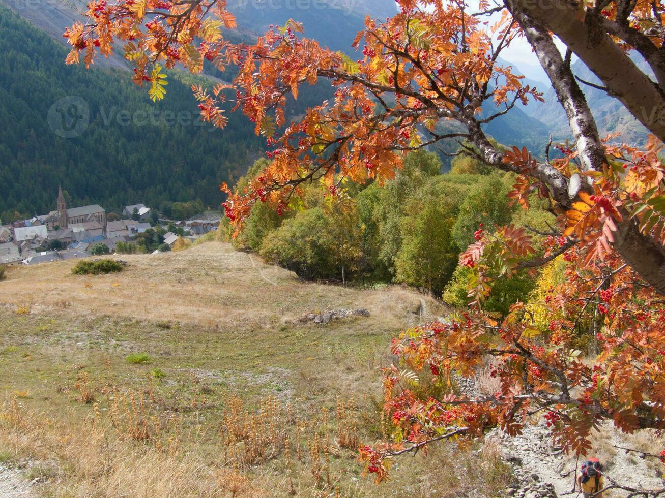 un' albero con rosso le foglie foto