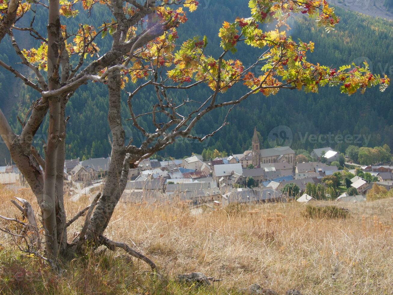 un' albero con le foglie foto