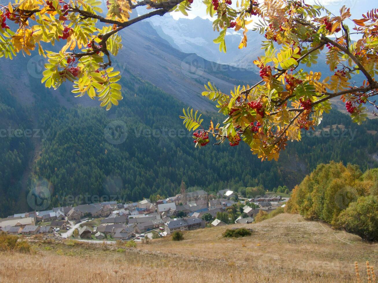 un' albero con rosso frutti di bosco foto