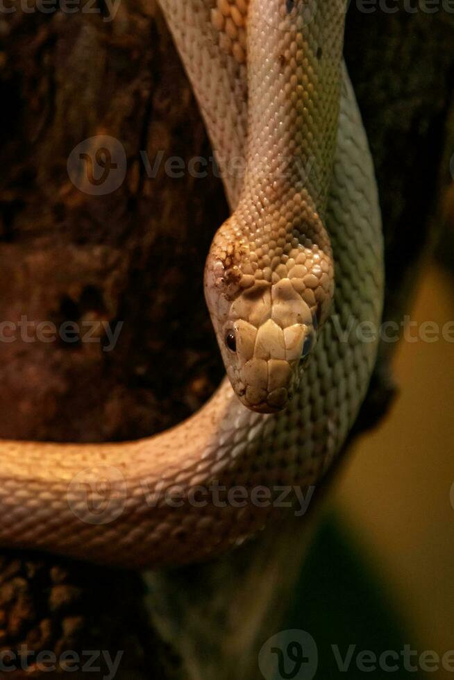 serpente leucistico Texas ratto foto