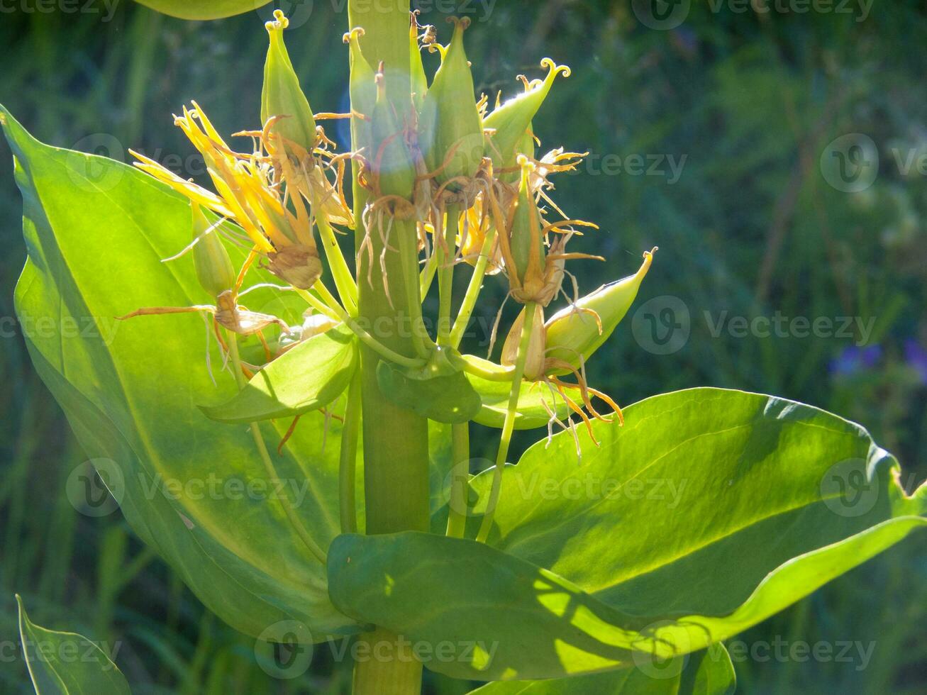 un' fiore con giallo petali e verde le foglie foto