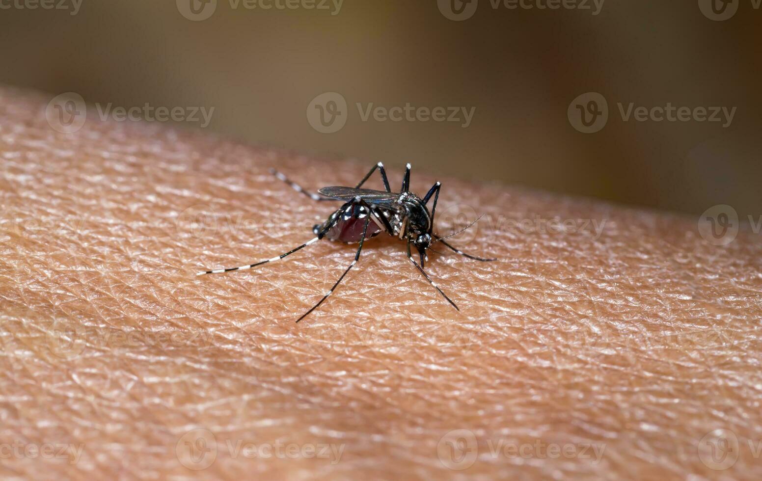 primo piano di una zanzara che succhia sangue foto