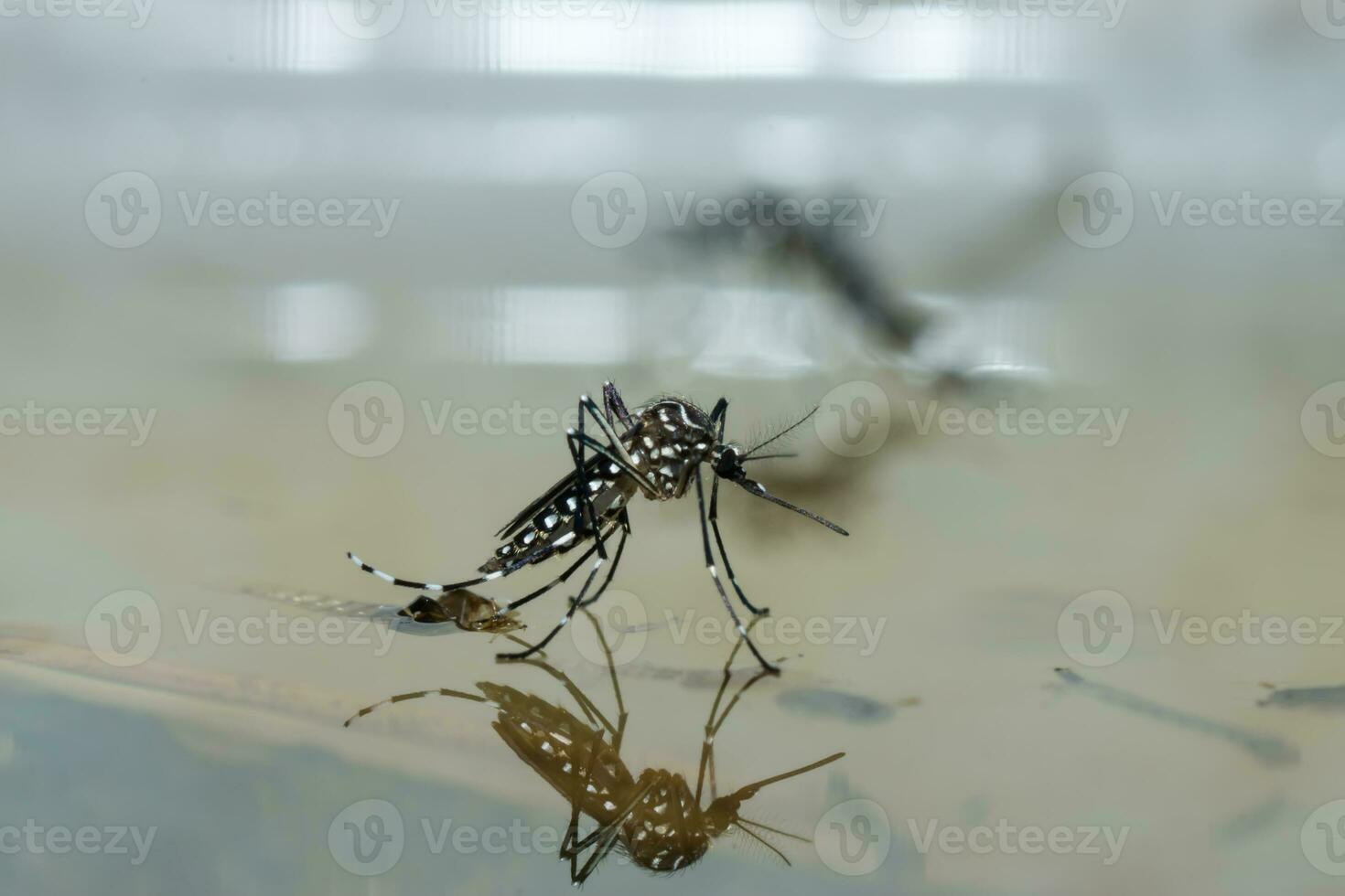 macro di un' zanzara su acqua foto