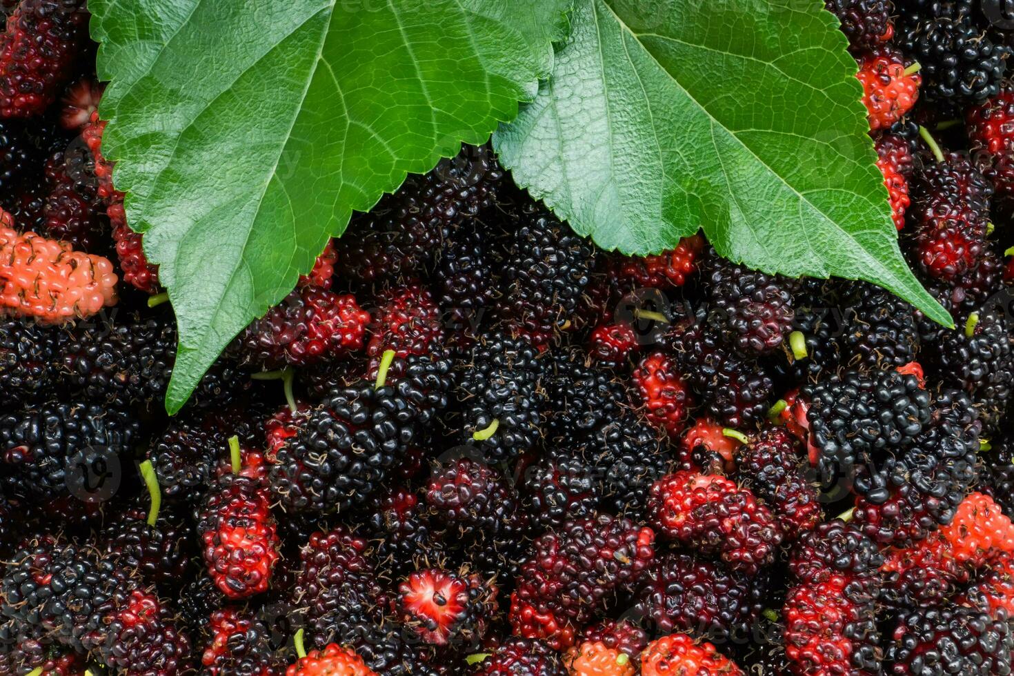 nero e rosso gelso sfondo. foto