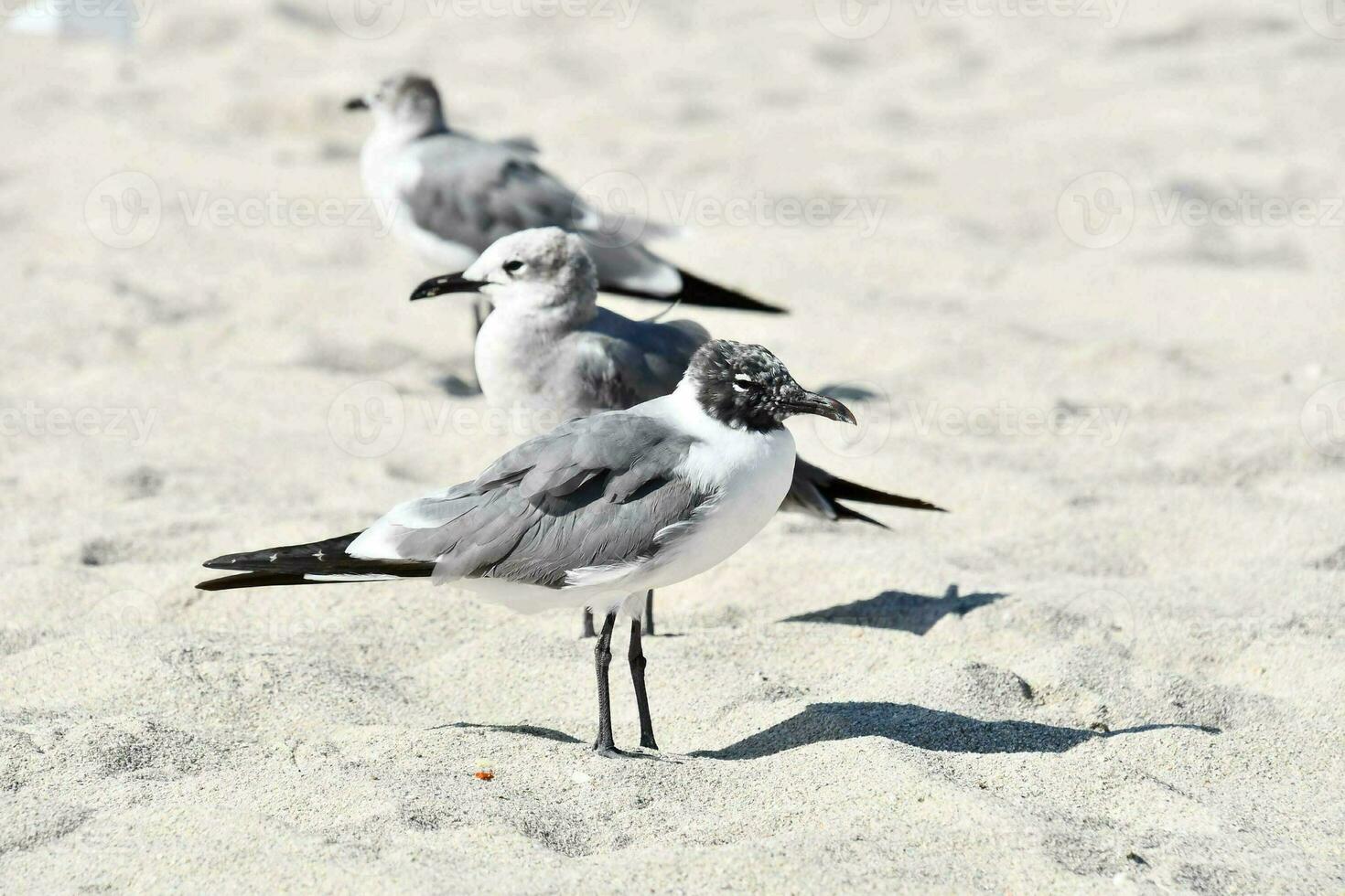 tre uccelli in piedi su il spiaggia nel il sabbia foto