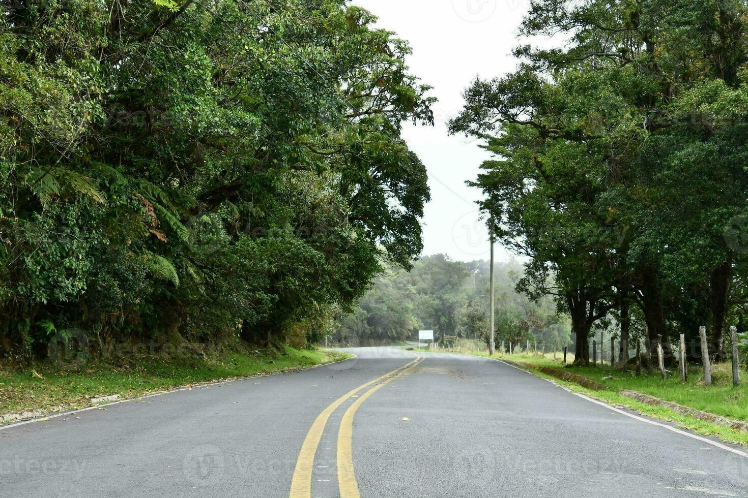 un' strada con alberi su tutti e due lati e un' giallo linea foto